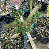 Buis commun (Buxus semperviens)