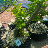 Troène de californie panaché doré (Ligustrum ovalifolium aureum)