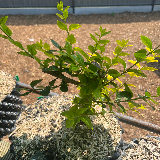 Troène de californie panaché doré (Ligustrum ovalifolium aureum)