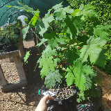 Érable sycomore (Acer pseudoplatanus)
