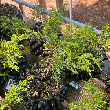 Genévrier commun (Juniperus communis)