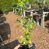 Groseillier à grappes (Ribes rubrum)