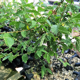 Orme champêtre (Ulmus minor)