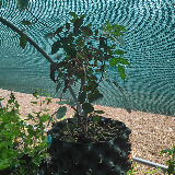 Rosier (Rosa)
