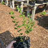 Groseiller à maquereau (Ribes usa-crispa)