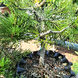 Pin noir (Pinus nigra)