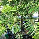 Sapin pectiné (Abies alba)