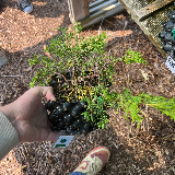 Genévrier commun (Juniperus communis)