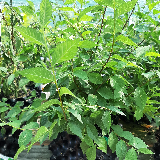 Orme champêtre (Ulmus minor)