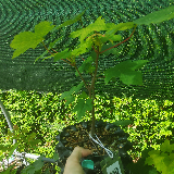 Érable sycomore (Acer pseudoplatanus)