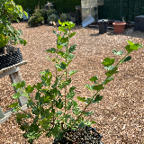 Groseiller à maquereau (Ribes usa-crispa)