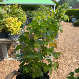 Groseillier à grappes (Ribes rubrum)
