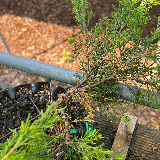 Genévrier de chine (Juniperus chinensis)
