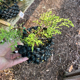 Genévrier commun (Juniperus communis)