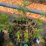Genévrier commun (Juniperus communis)