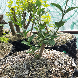 Troène de Californie (Ligustrum ovalifolium)