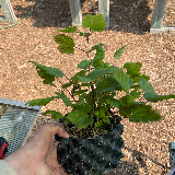 Groseillier à grappes (Ribes rubrum)