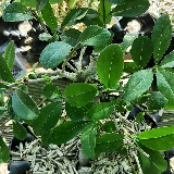 Troène de californie panaché doré (Ligustrum ovalifolium aureum)