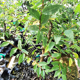 Orme champêtre (Ulmus minor)