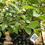Orme champêtre (Ulmus minor)