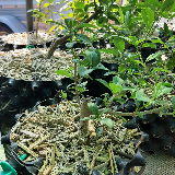 Troène de Californie (Ligustrum ovalifolium)