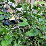 Orme champêtre (Ulmus minor)
