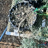 Genévrier des rocheuse (Juniperus scopulorus)