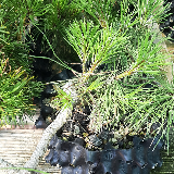 Pin noir (Pinus nigra)