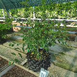 Orme champêtre (Ulmus minor)