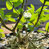 Troène de Californie (Ligustrum ovalifolium)