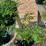 Rosier (Rosa)