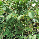 Orme champêtre (Ulmus minor)