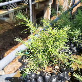 Mélèze d'Europe (Larix decidua)