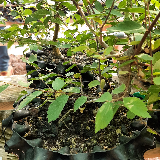 Orme champêtre (Ulmus minor)