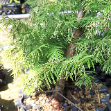 Séquoia de chine (Metasequoia glyptostroboides)