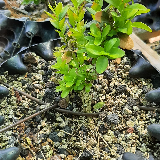 Buis commun (Buxus semperviens)