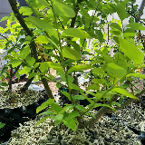 Troène de californie panaché doré (Ligustrum ovalifolium aureum)
