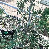Genévrier des rocheuse (Juniperus scopulorus)