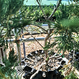 Genévrier des rocheuse (Juniperus scopulorus)