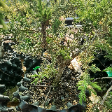 Genévrier commun (Juniperus communis)