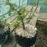 Thuya occidental (Thuja occidentalis)