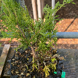 Genévrier de chine (Juniperus chinensis)