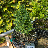 Buis commun (Buxus semperviens)