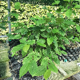 Charmes commun (Carpinus betulus)