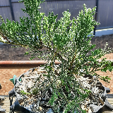 Genévrier de chine (Juniperus chinensis)