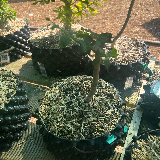 Troène de californie panaché doré (Ligustrum ovalifolium aureum)