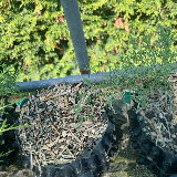 Genévrier de chine (Juniperus chinensis)