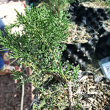 Genévrier de chine (Juniperus chinensis)