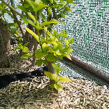 Troène de Californie (Ligustrum ovalifolium)