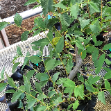 Orme champêtre (Ulmus minor)